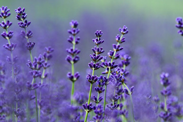 Fototapeta na wymiar A picture from the beautiful fields of Provance during the summer and full of lavender in bloom. 
