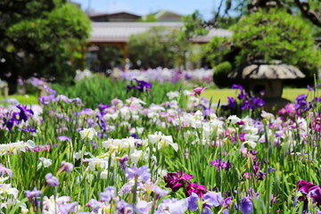 日本の梅雨の季節の花　ショウブの花