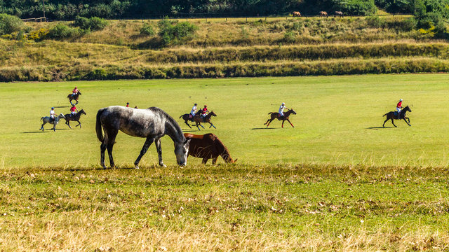 Horses Polo Players Field Landscape