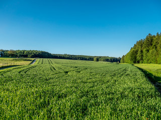 Image of cornfeld in the early season