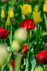 Beautiful and colorful bright red tulips on dark-green background. Large close-up photography from Tulip Festival.