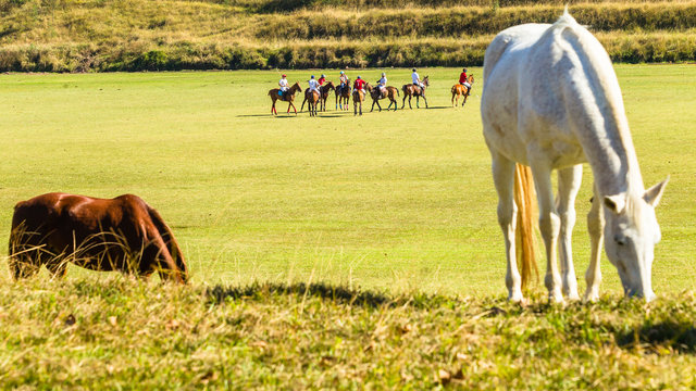 Horses Polo Players Field Landscape