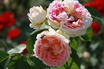 bouquet of pink roses