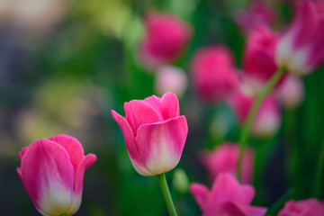 Beautiful and colorful pink-white tulips on dark-green background. Large close-up photography from Tulip Festival.
