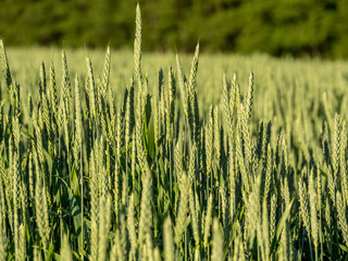 Fototapeta premium Image of cornfeld in the early season