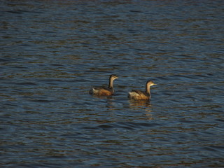 Long shot of two water birds swimming in a lake