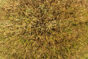 ears of barley sway in the wind. Field of beautiful summer gold rye barley and wheat closeup for green industry. Wide angle top view