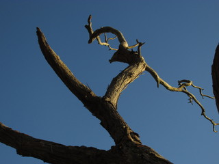 A dead tree branches against a blue sky