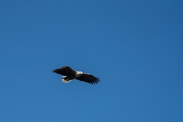White Tailed Sea Eagle (Haliaeetus albicilla) in flight