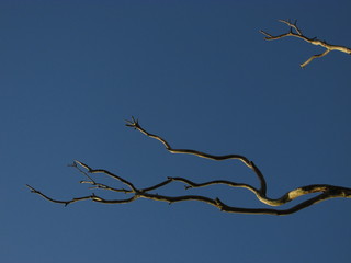 A dead tree branches against a blue sky