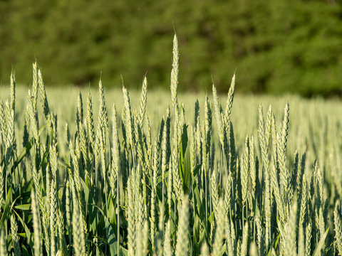 Image of cornfeld in the early season