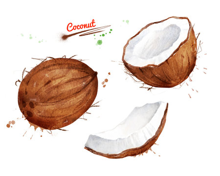 Watercolor illustration set of coconut