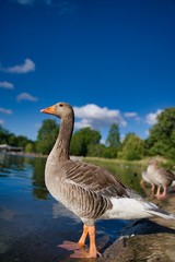 Goose