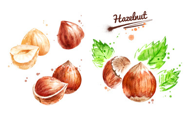 Watercolor illustration set of hazelnut