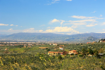 Fototapeta na wymiar Olive groves in the fields of Tuscany, Italy