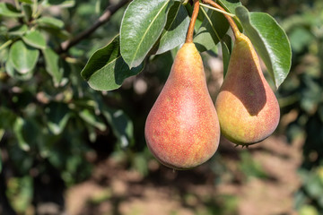 Pear Branch With Almost Ripe Fruits 
