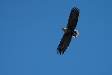 White Tailed Sea Eagle (Haliaeetus albicilla) in flight