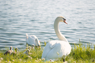 White swan in water scene. White swan portrait. White swan profile.