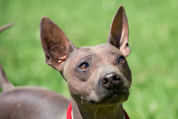 Portrait of american hairless terrier puppy. Pet animals.