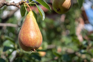 Pear Branch With Almost Ripe Fruits 