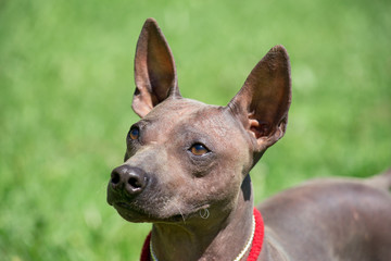 American hairless terrier puppy is standing on a green meadow. Close up.