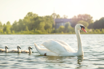 White swan with offspring swims on a blue lake on a summer sunny day