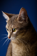 Female cat sitting in front of blue background. Portrait of a beautiful gray cat 11 months old