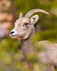Portrait of a Mountain Goat - Zion National Park