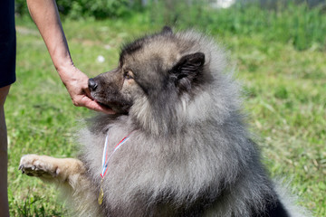 Deutscher wolfspitz giving paw to his owner. Keeshond or german spitz.
