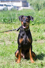 German pinscher puppy is sitting on a green meadow. Pet animals.