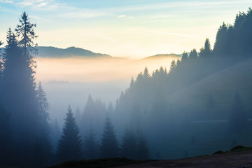 glowing cloud above the forested valley at sunrise. thick fog among the spruce forest on hills. magical weather with blue sky. mystic autumn scenery in mountains