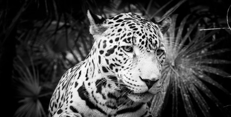 Jaguar Cat Black and White © THP Creative