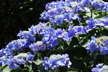 日本の梅雨時に咲くアジサイの花