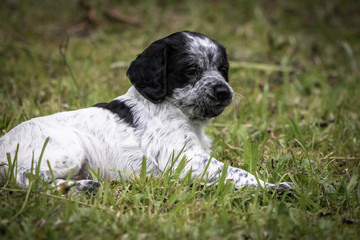 cute and curious black and white baby brittany spaniel dog puppy portrait, playing and exploring 