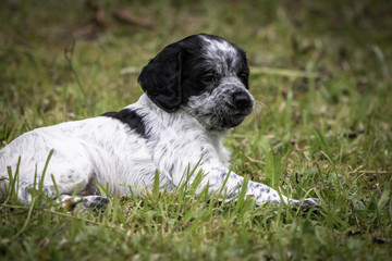 Fototapeta premium cute and curious black and white baby brittany spaniel dog puppy portrait, playing and exploring 