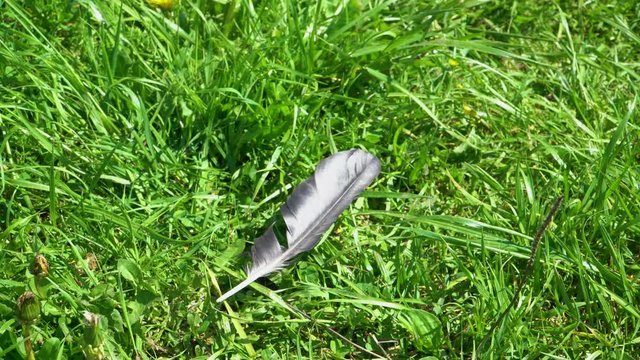 The black feather of the bird lies on the grass