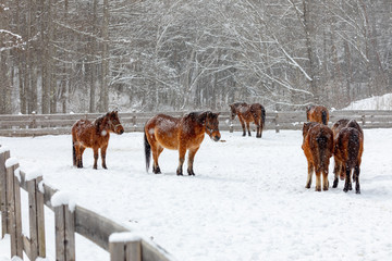 horses in winter