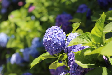 日本の梅雨時に咲くアジサイの花