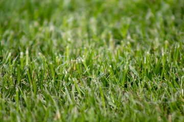 Grass close up texture background