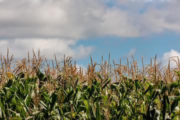 maize crop