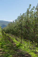 Fototapeta na wymiar Huerto de manzanas rojas, manzana fuji