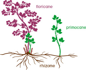 Parts of plant. Morphology of blackberry shrub with floricane, primocane and root system isolated on white background