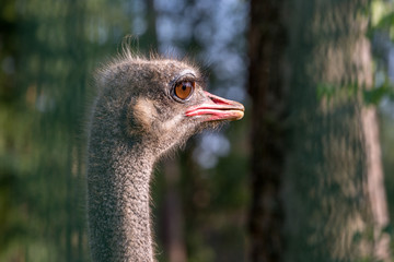 European bison Belarus © RuslanKphoto