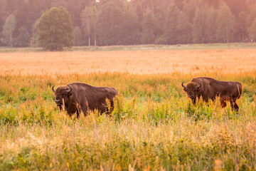 European bison Belarus