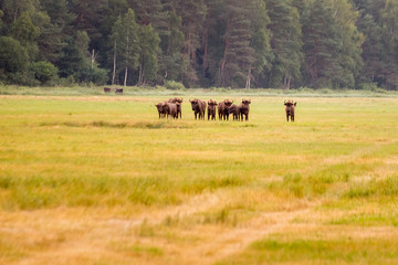 European bison Belarus