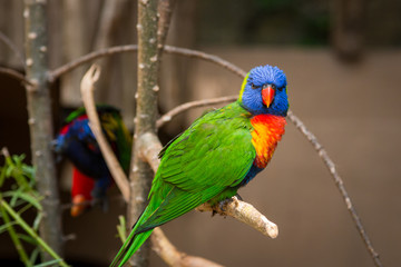 Allfarblori on a Branch