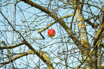 Last Apple on a Tree