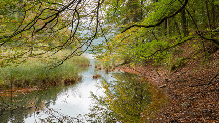 Fototapeta na wymiar Fluss im Wald