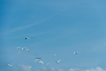 Blurred images of white birds flying in the sky.