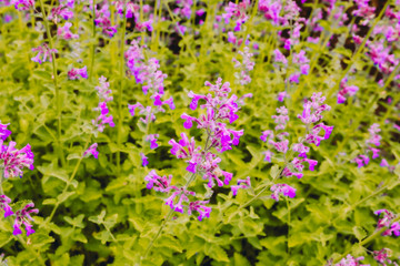 Obraz premium lavender flower field in the garden beside fuji mountain ,Japan
